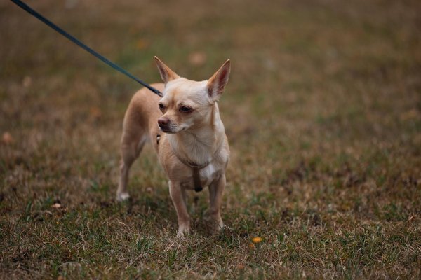 Discover top online casino promotions available for newcomers