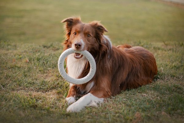 What Are the Best Practices for Introducing New Toys and Activities to Your Pet?