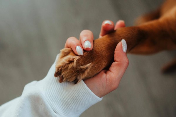 What Are the Best Tips for Training Your Pet to Accept Nail Trimming Without Stress?