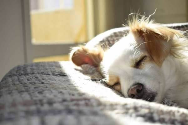 How to Create an Effective Schedule for Your Pet's Feeding, Exercise, and Sleep?